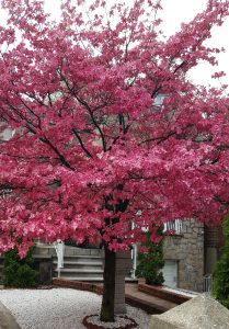 blossom tree by julie nariman